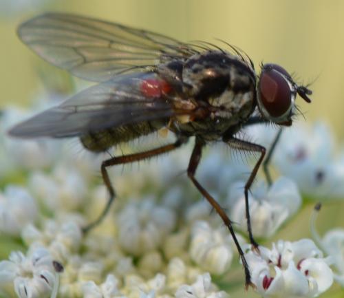 Hylemya vagans